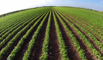 Farms and Agricultural loans in Taiwan