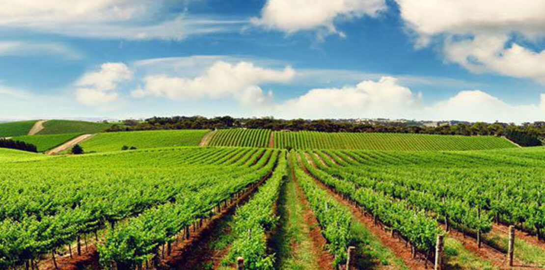 Financing and investments in Agriculture and Agribusiness
