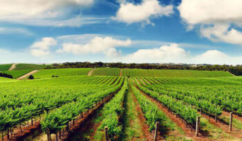 Financing and investments in Agriculture and Agribusiness